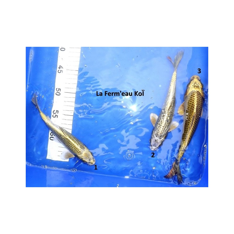 Matsuba et Ginrin Matsuba 20-25 cm