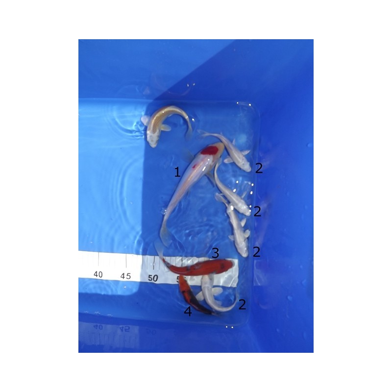 Tosaï : bassin 1 : platinium de chez Chogoro