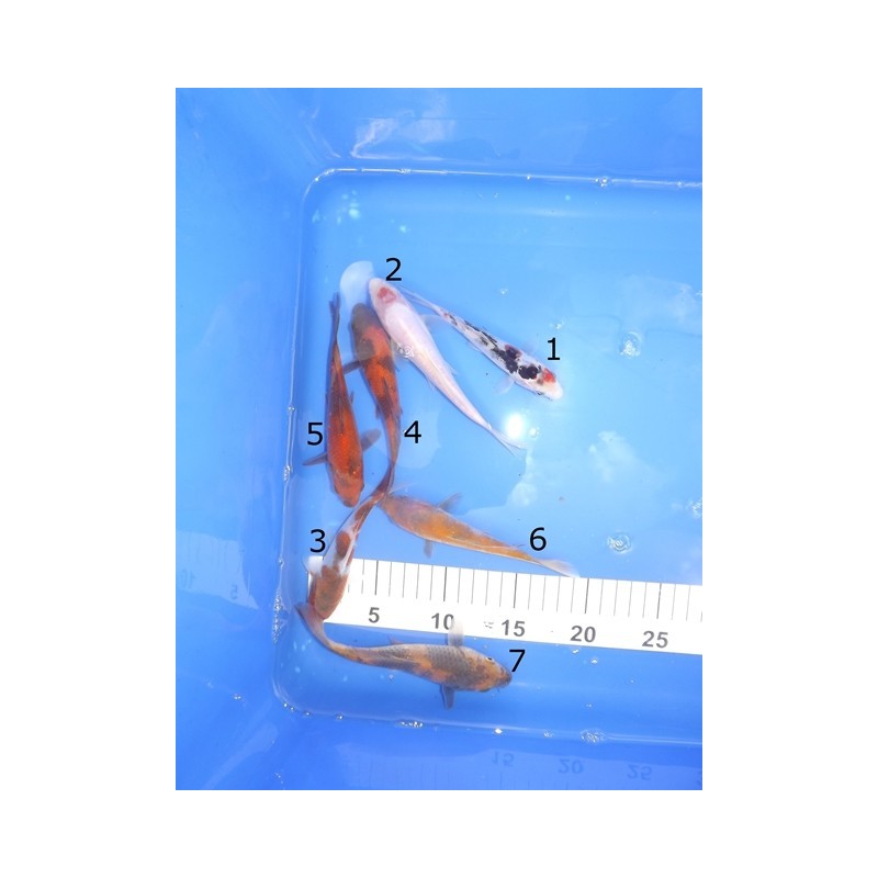 Tosaï : bassin 1 : platinium de chez Chogoro