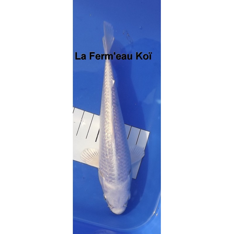 Ginrin platinium Chogoro 20-25cm