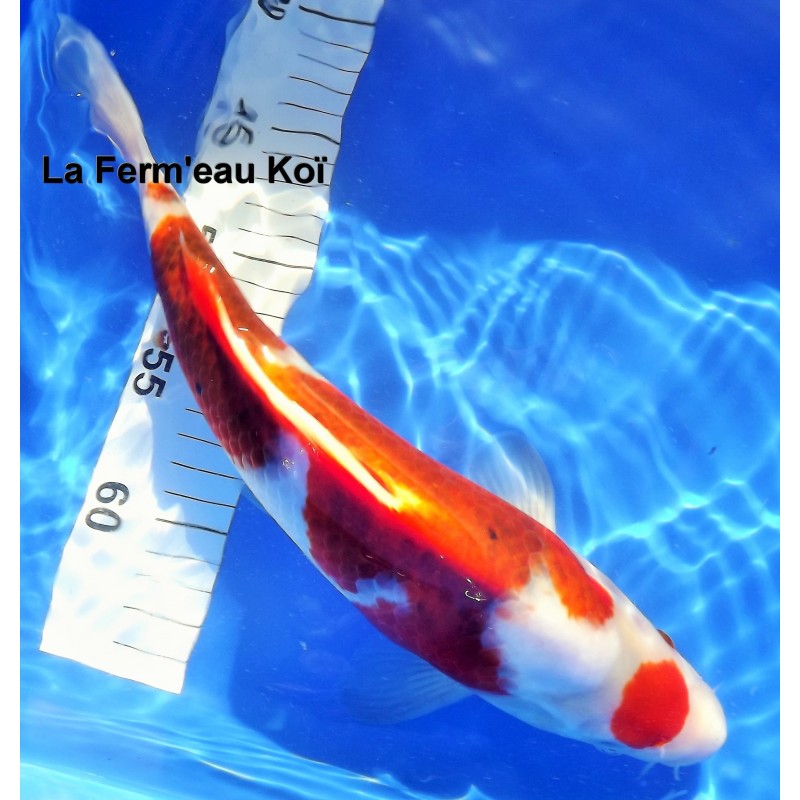 Maruten Goromo Sakazume