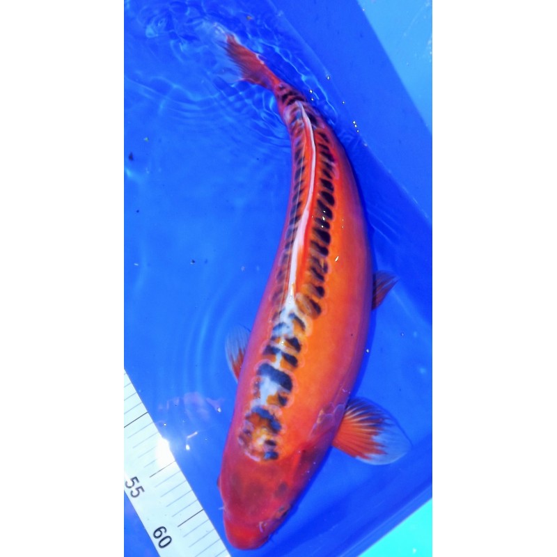 Hi shusui femelle 55-60 cm