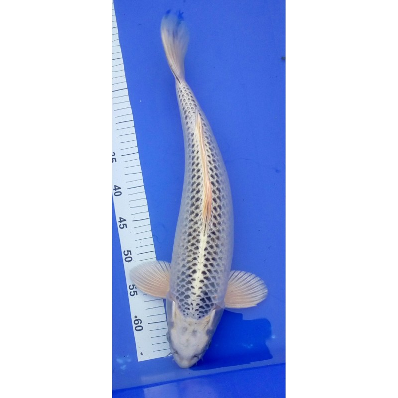 Gin matsuba 30-35 cm