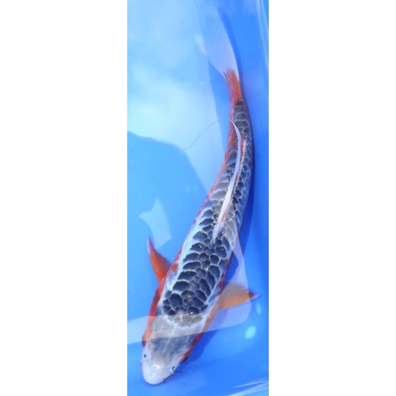 SHUSUI femelle 25-30cm