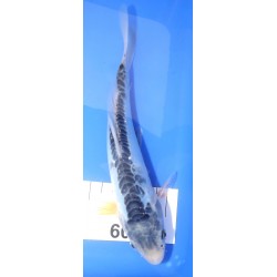 SHUSUI femelle 25-30cm