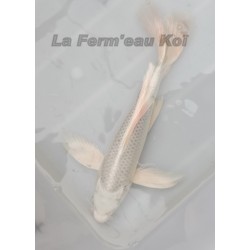 platinium voile 20-25 cm