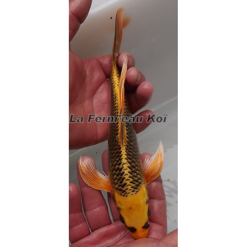 ki matsuba voile 20-25 cm