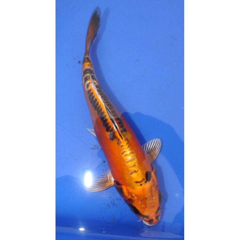 Kin Kikokuryu 20 - 25 cm