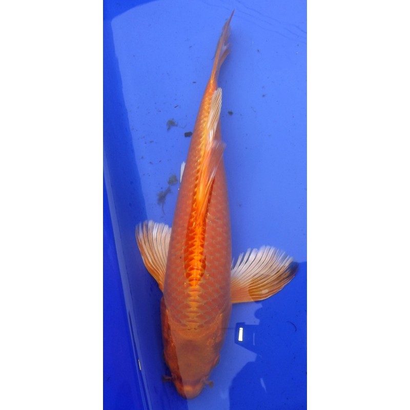 orengi  voile 40-45 cm