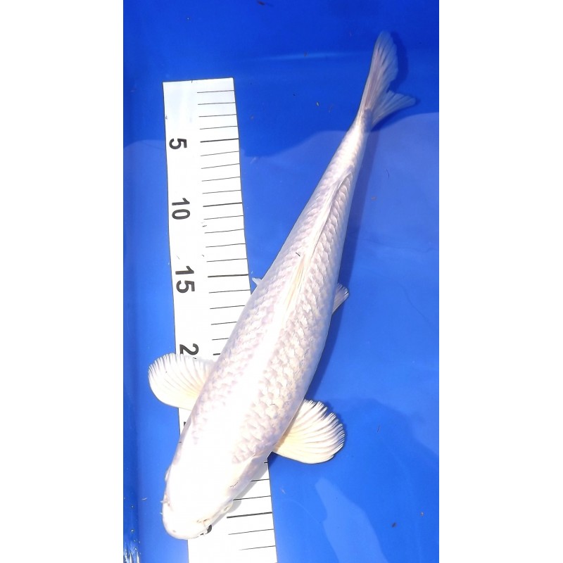 Ginrin platinium Chogoro