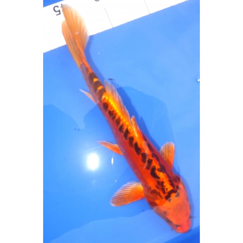 mizuho ogon 30cm MARUSEI