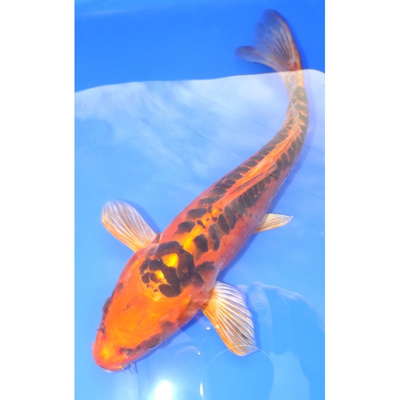 mizuho ogon 30-35cm MARUSEI