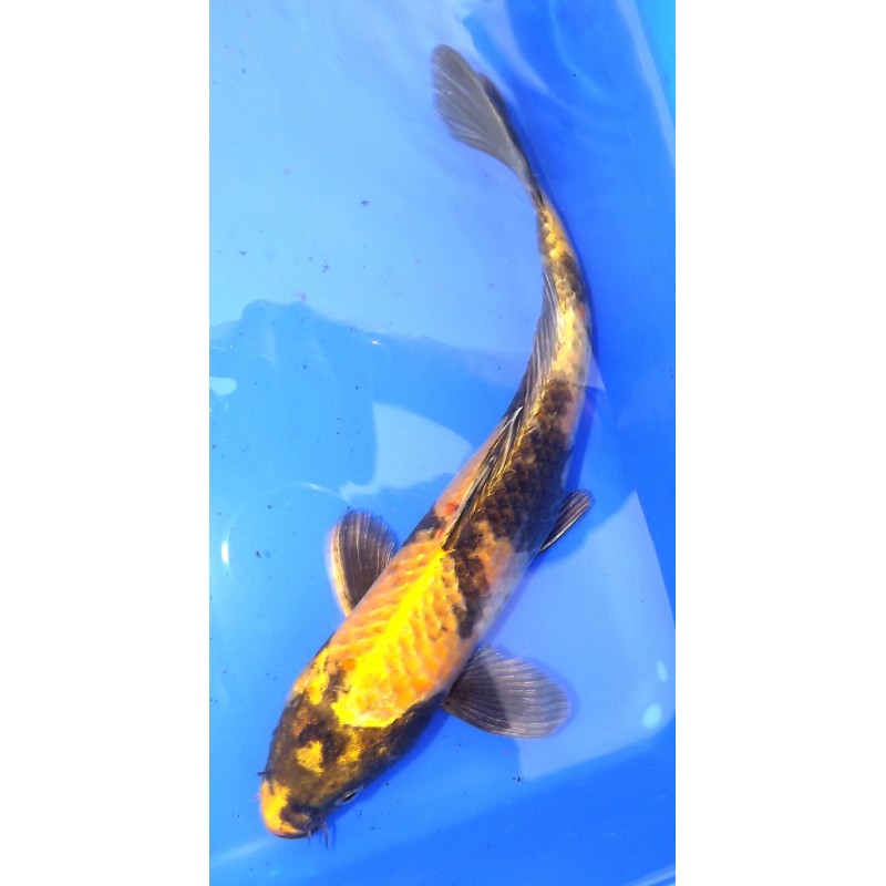 ki utsuri 29cm MARUSEI