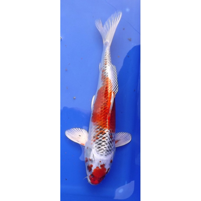 Kujaku 30-35cm MARUSEI