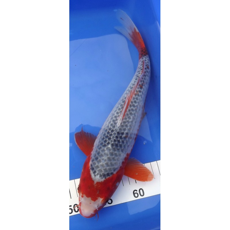 konjo asagi 35cm MARUSEI