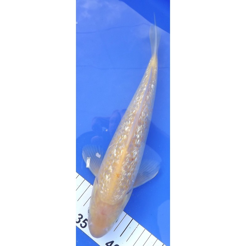 ginrin karashigoï 30-35cm MARUSEI