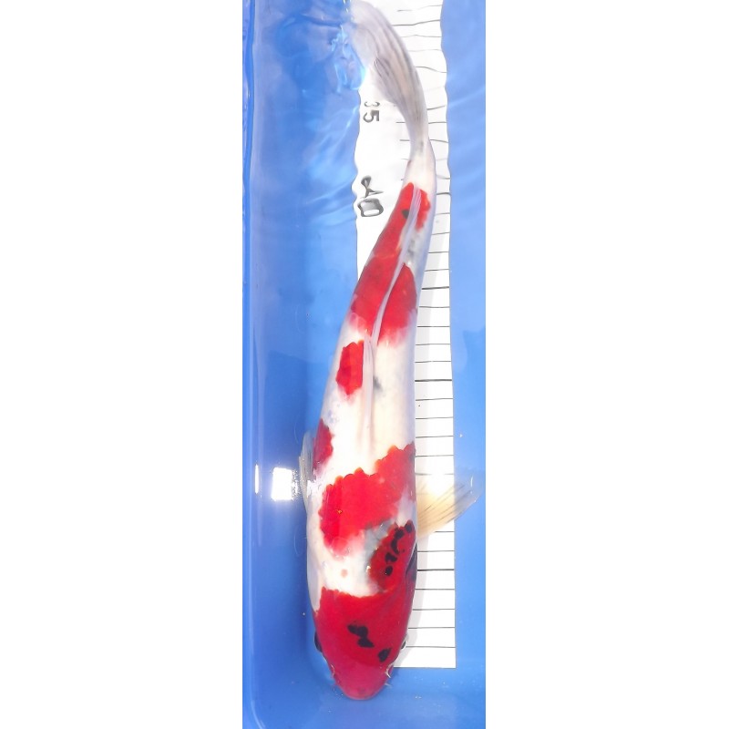 sanke 35-40cm MARUSEI