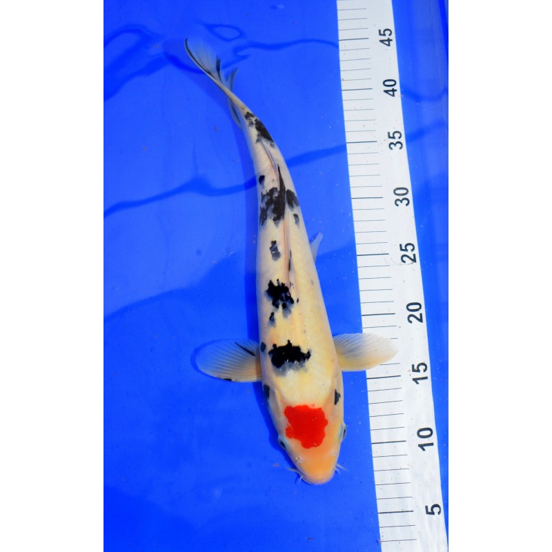 Tancho sanke 37cm MARUSEI 1er prix jeu concours