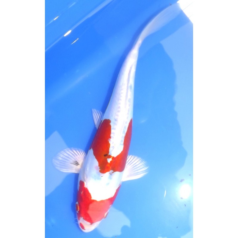 doitsu sanke 20-25cm cm