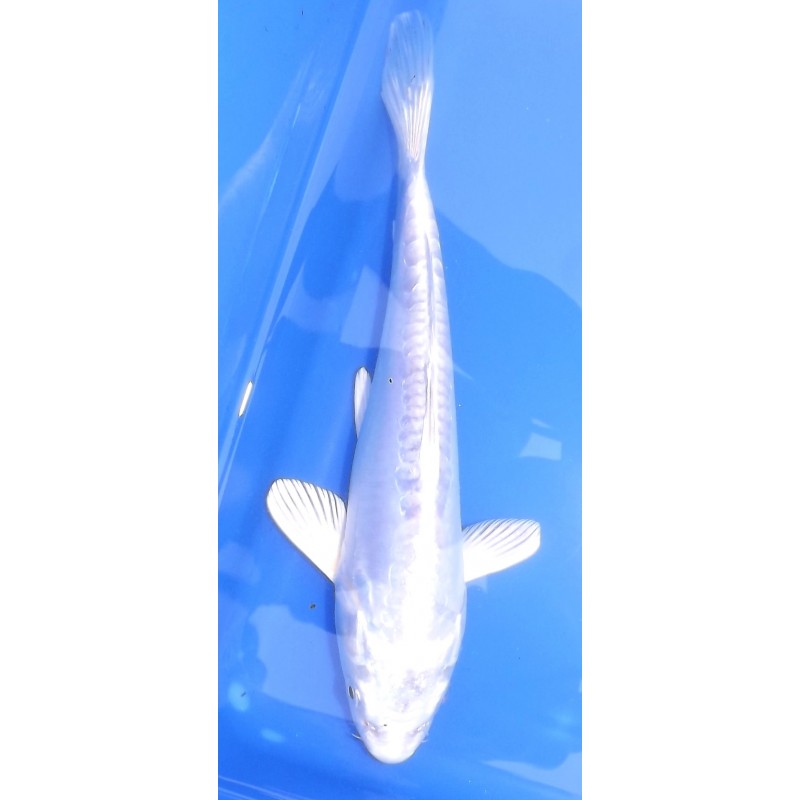 doitsu platinium20-25cm cm