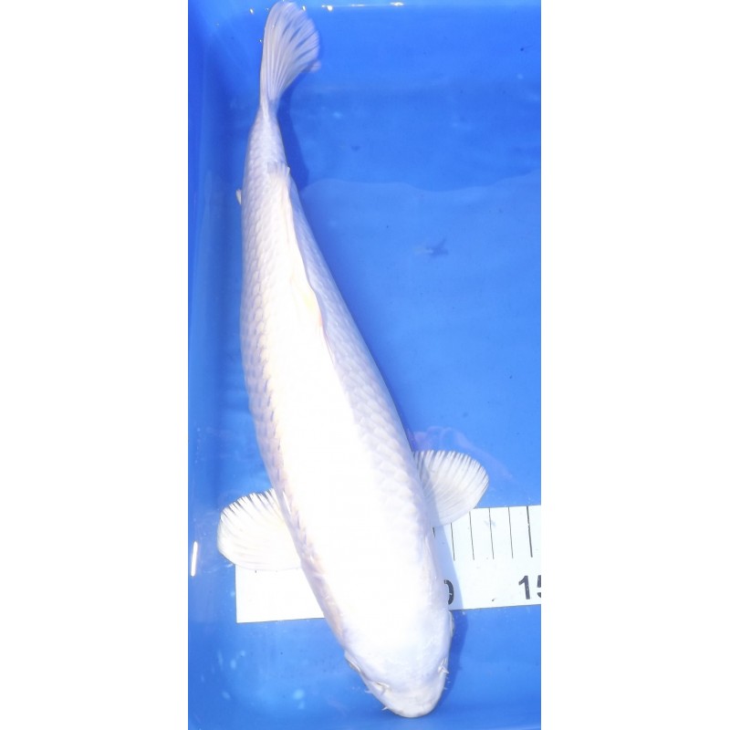 purachina 38cm femelle CHOGORO