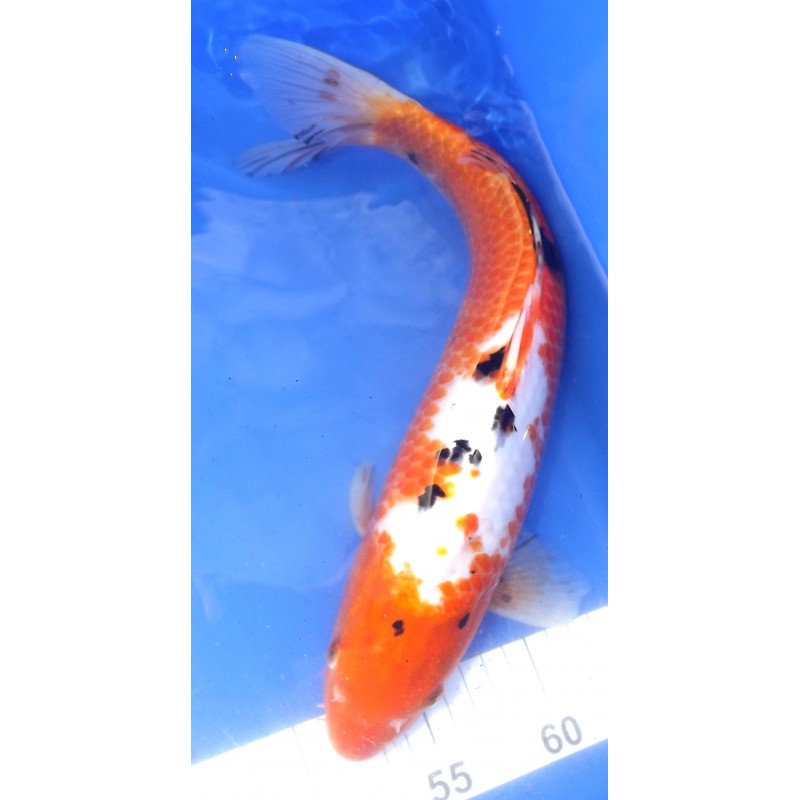 sanke grade B 35-40cm