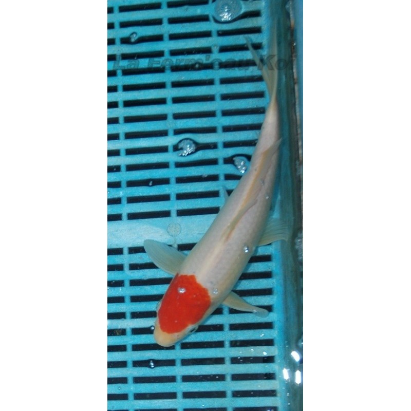 tancho  kohaku 20-25 cm