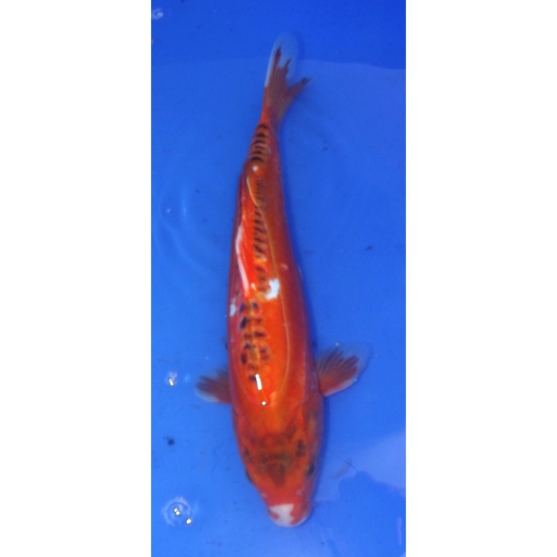 Hi shusui 30 - 35 cm