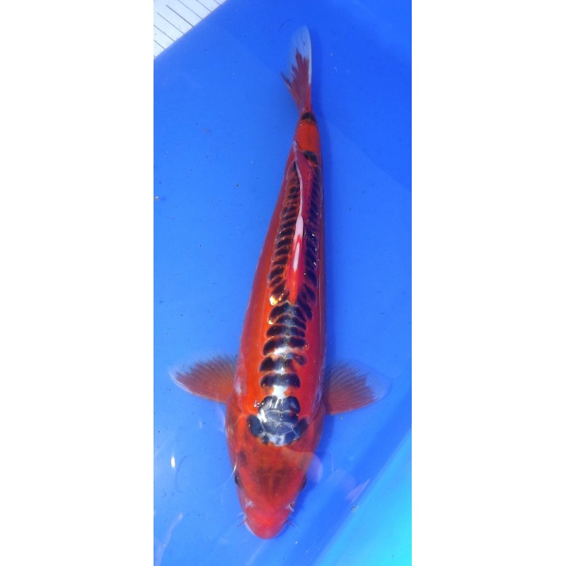 Hi shusui 30 - 35 cm