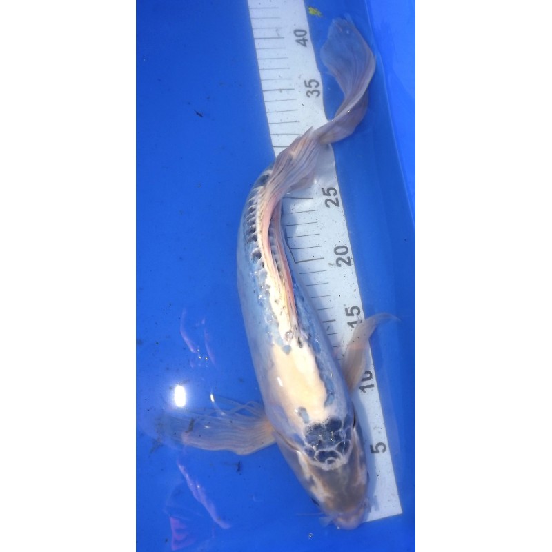 Doitsu voile Femelle 40-45 cm