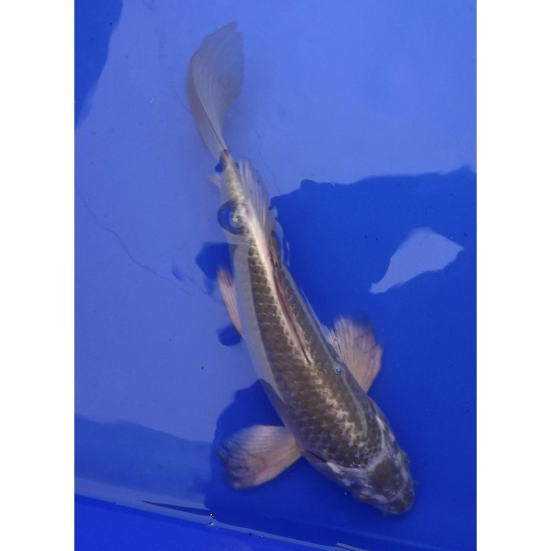 Mukashi voile 20-25 cm