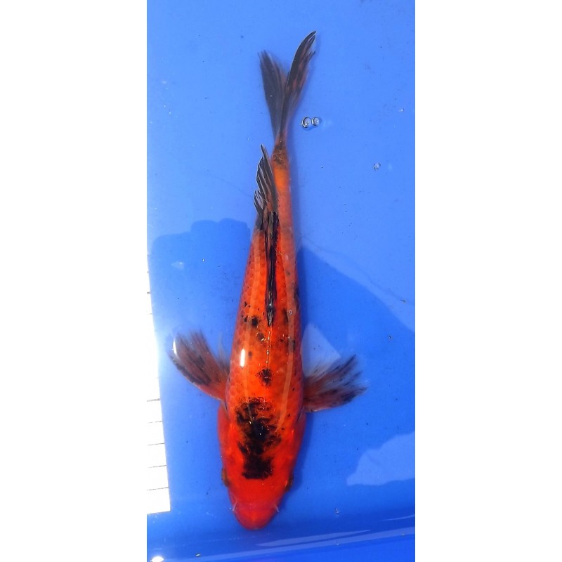 Hi Utsuri voile 20-25 cm