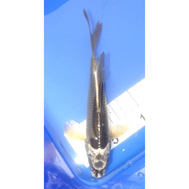 Ghost voile 20-25 cm