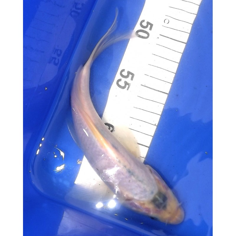 Asagi voile 20-25 cm