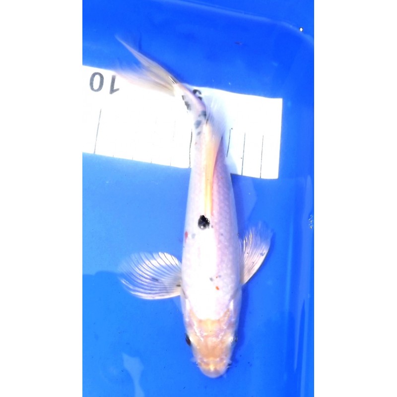 Sanke voile 20-25 cm