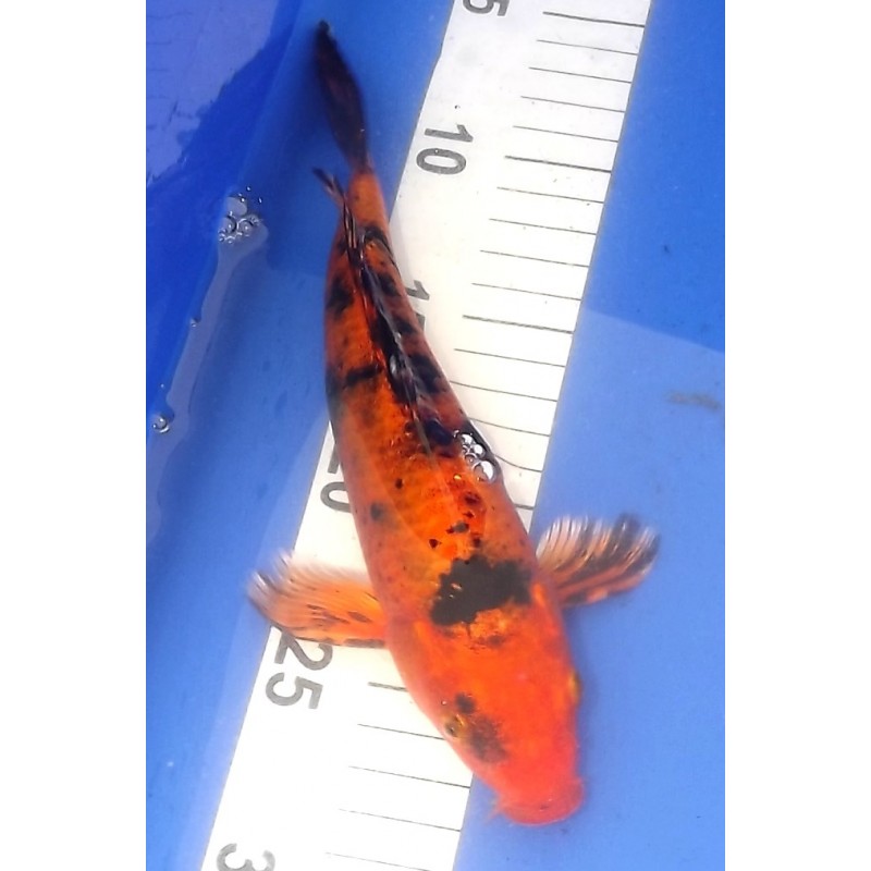 Hi Utsuri voile 20-25 cm