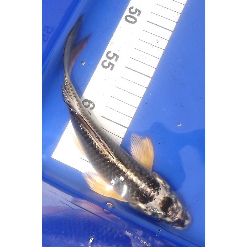 Gin Kabuto voile 20-25 cm