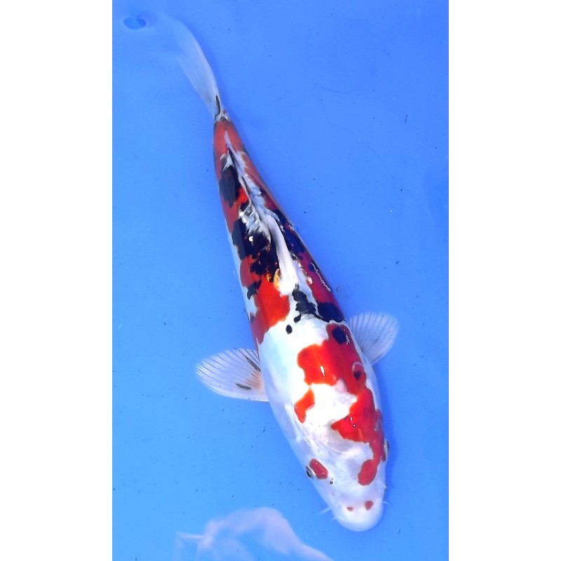 Doitsu Yamatonishiki 25 - 30 cm