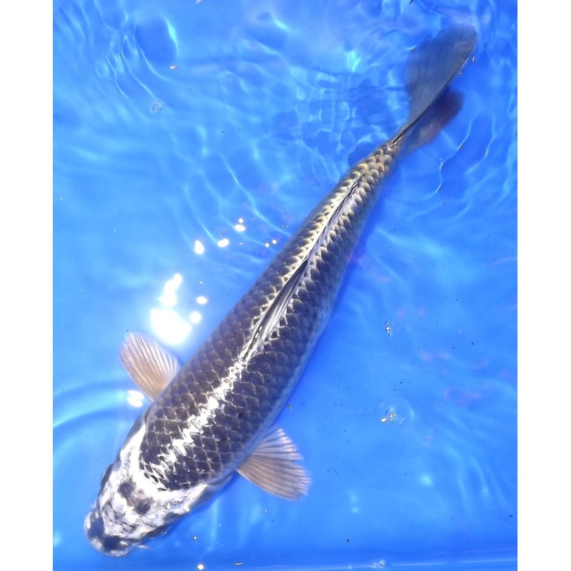 Gin Kabuto 25 - 30 cm