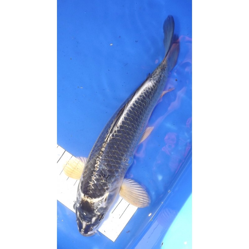 Gin Kabuto 25 - 30 cm