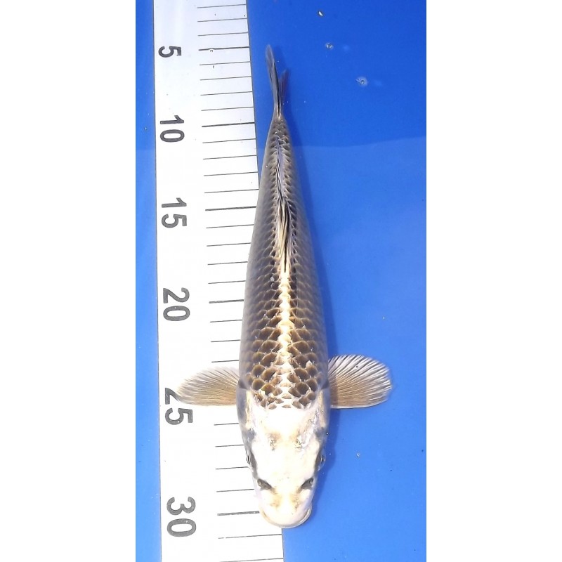 Gin Kabuto 25 - 30 cm