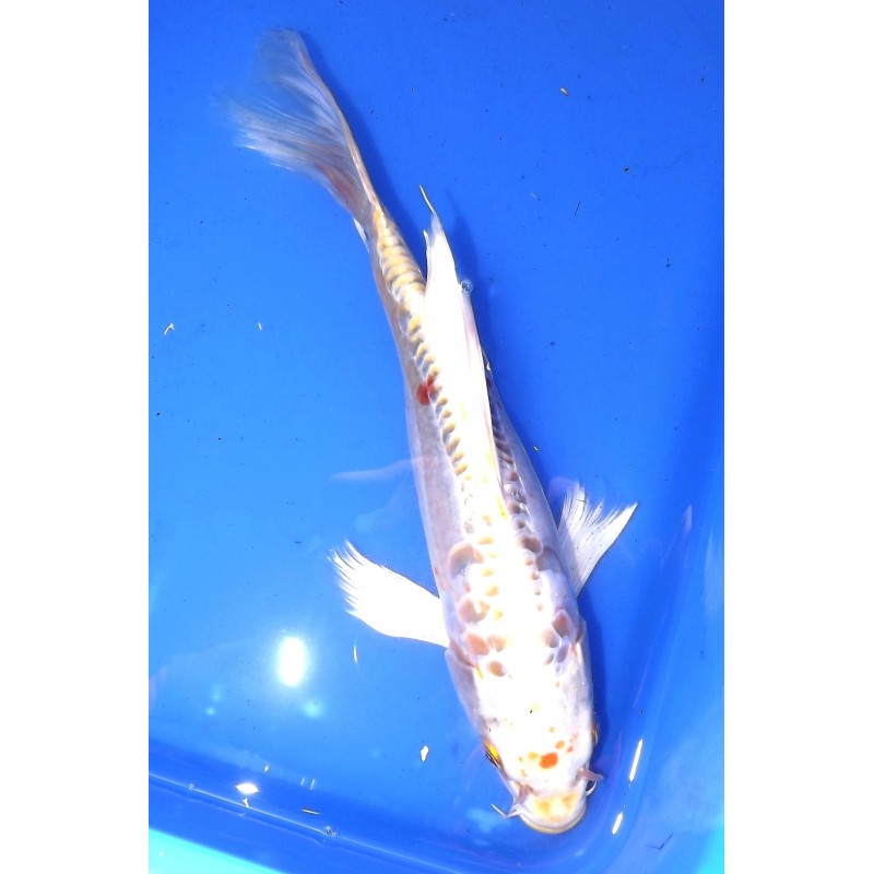 Doitsu yamabuki voile 25-30 cm