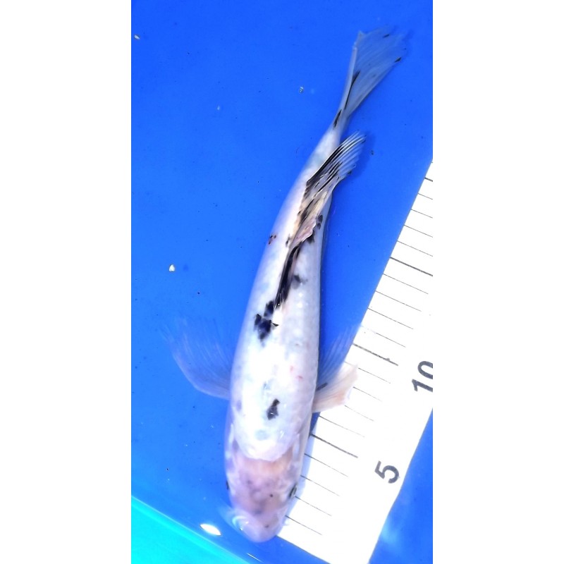 Sankei voile 30-35 cm