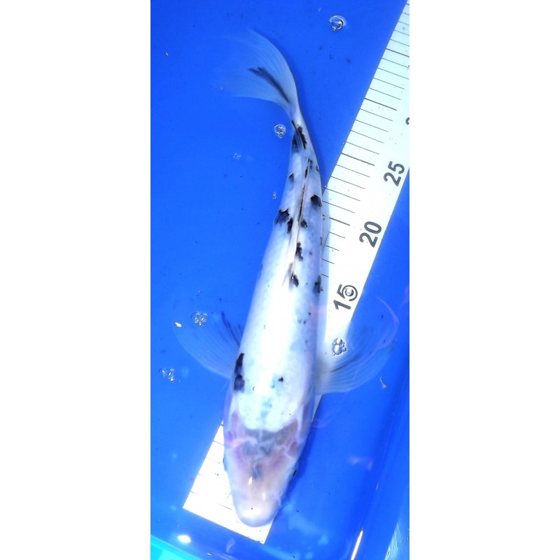 Shiro Utsuri voile 30-35 cm