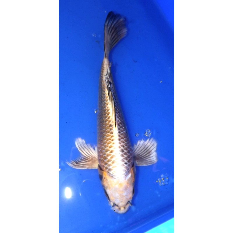 Ki Matsuba voile 30-35 cm