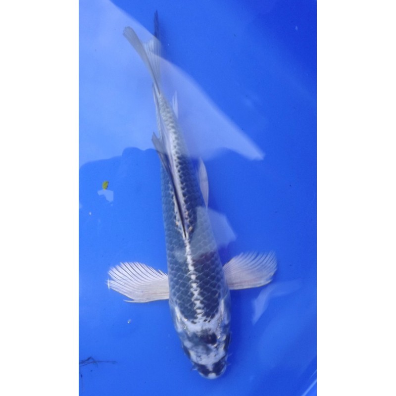 Gin Kabuto voile 20-25 cm