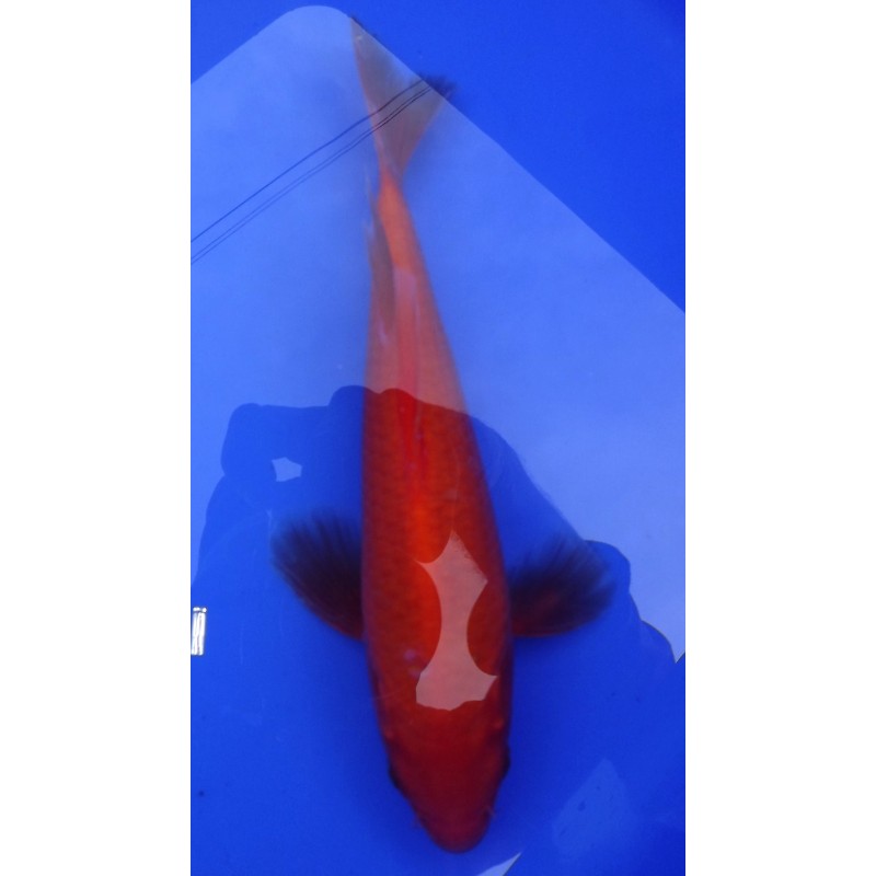 Benigoï voile 20-25 cm