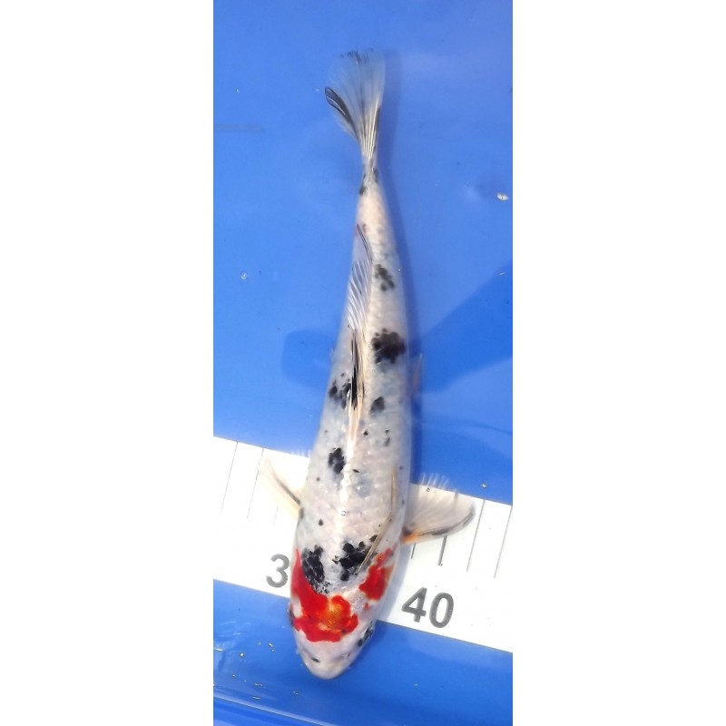 Yamatonishiki 20-25 cm