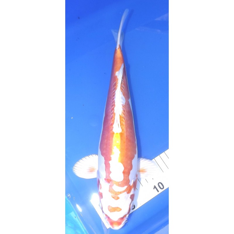 Doitsu Hariwake 35-40 cm