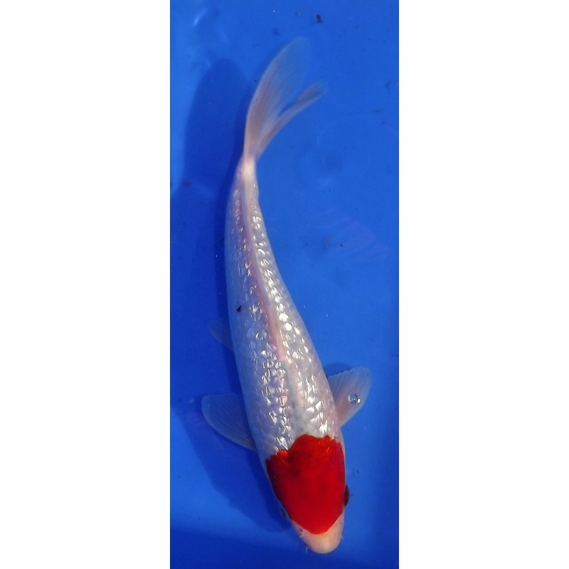 Ginrin Tancho (Goshiki) 25-30 cm